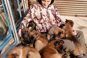 Вітаміни для собак
